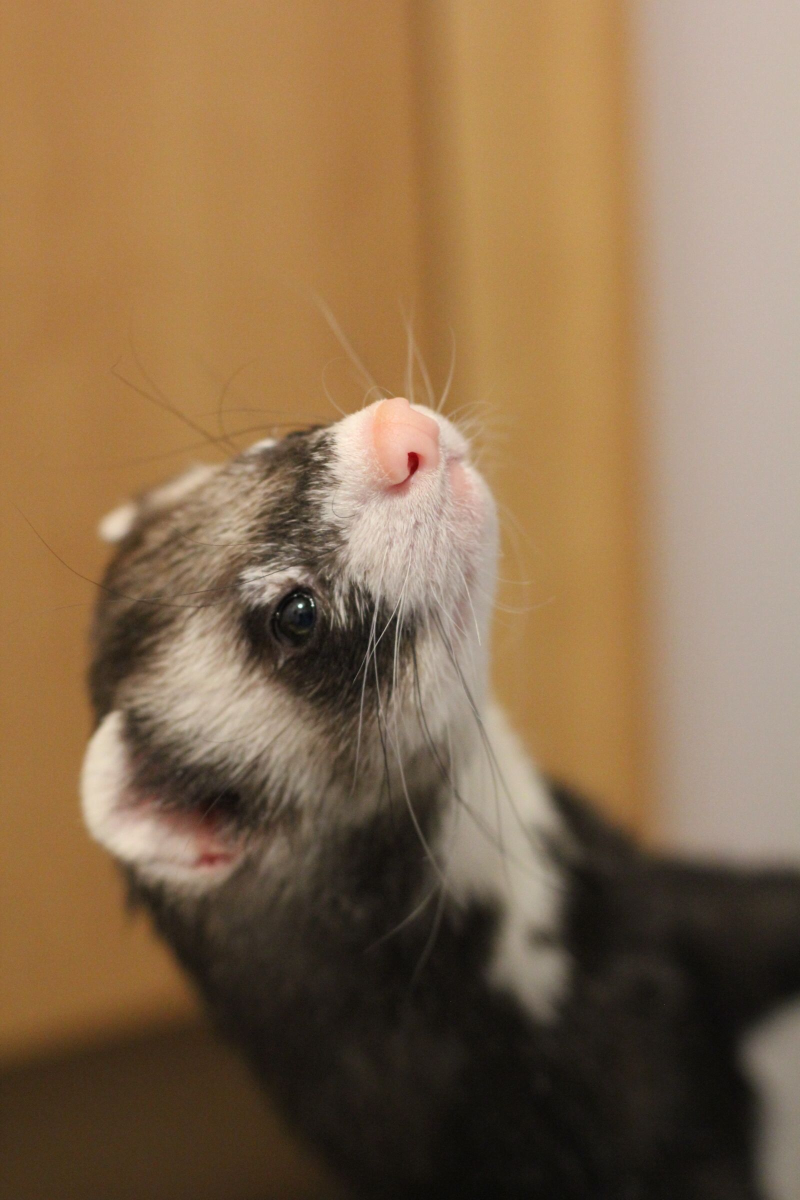 Canon EOS 550D (EOS Rebel T2i / EOS Kiss X4) sample photo. Ferret, mustelids, pet photography