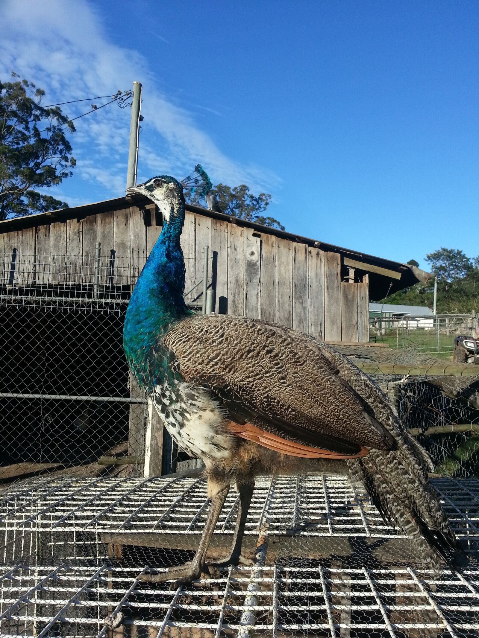 Samsung Galaxy S3 sample photo. Peacock, farm, nature photography