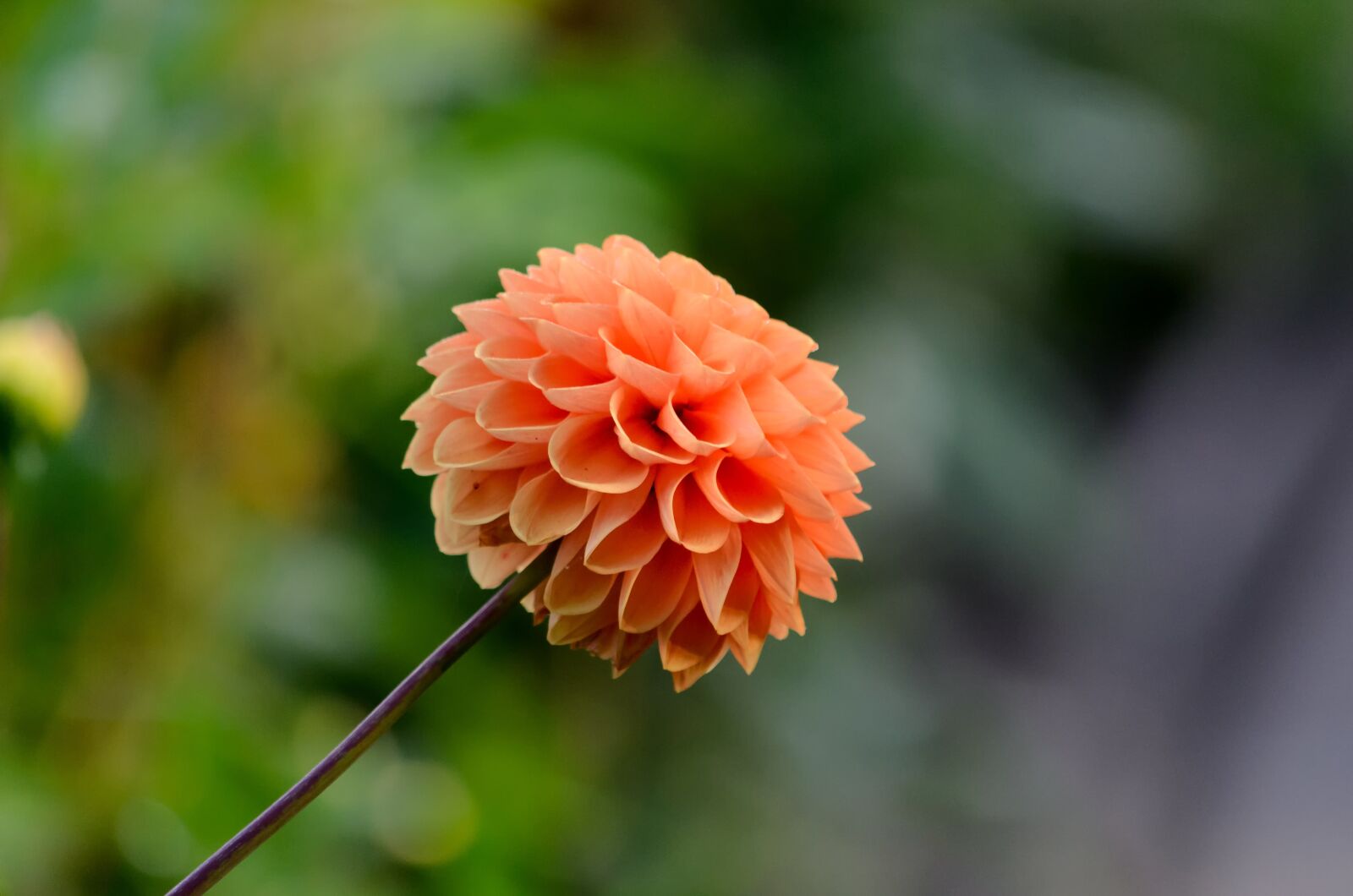 Nikon D5100 sample photo. Dahlia pompon, salmon, orange photography