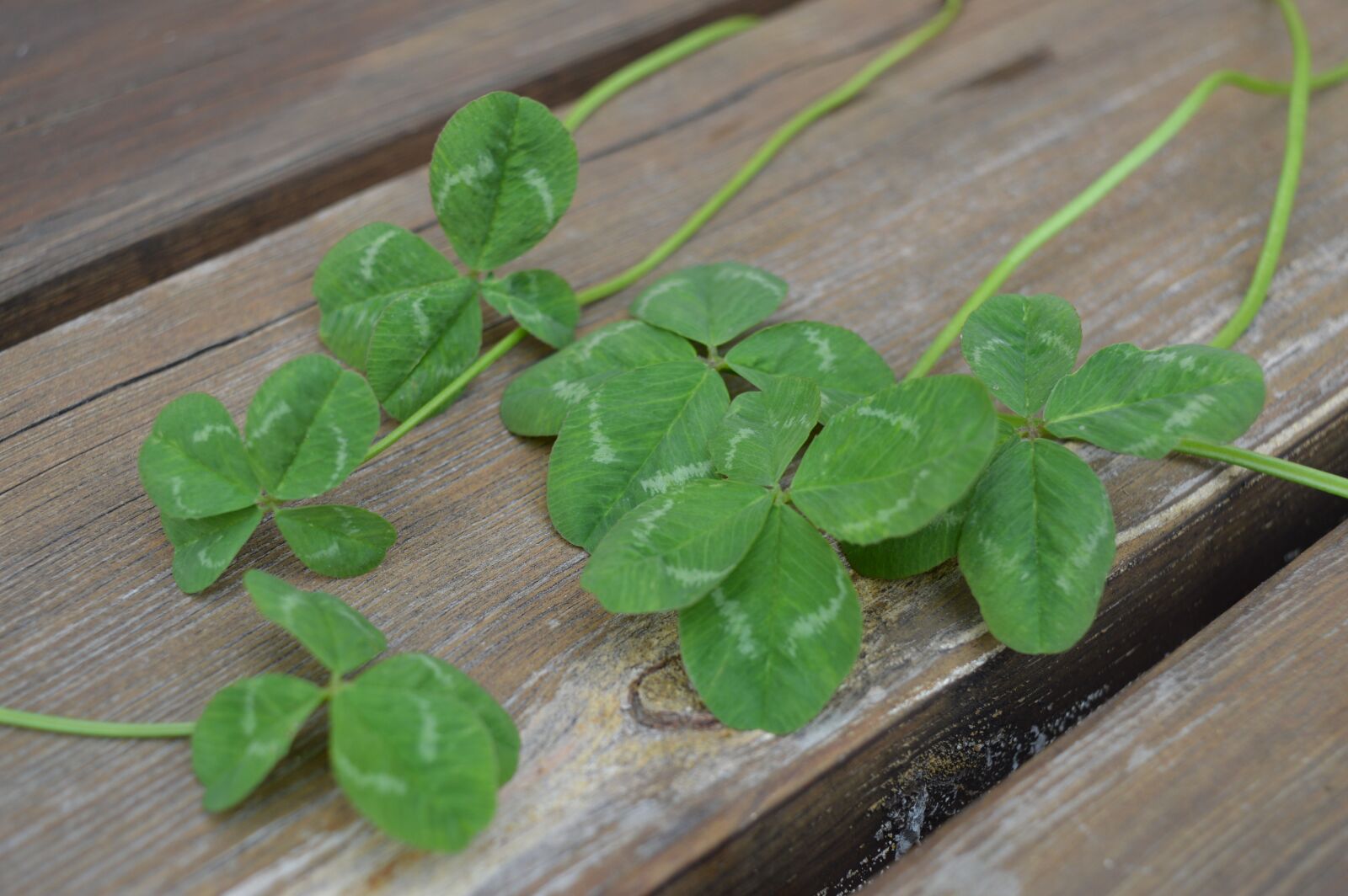 Nikon D3200 sample photo. Clovers, symbol, happiness photography