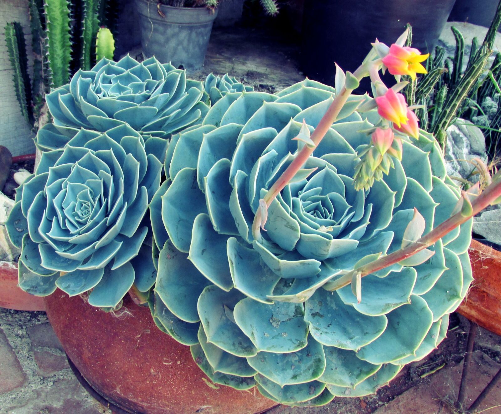 Canon PowerShot SX160 IS sample photo. Beautiful, flowers, cactus, cactus photography