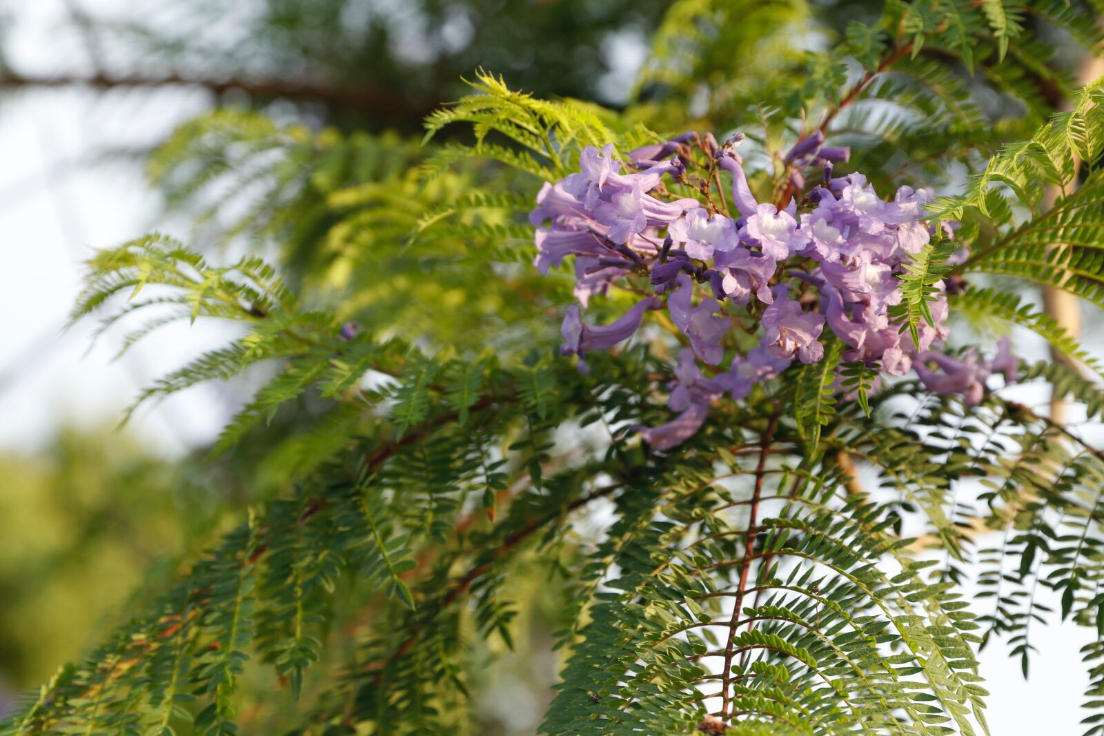 Canon EOS 80D sample photo. Bloom, flower, lilac photography
