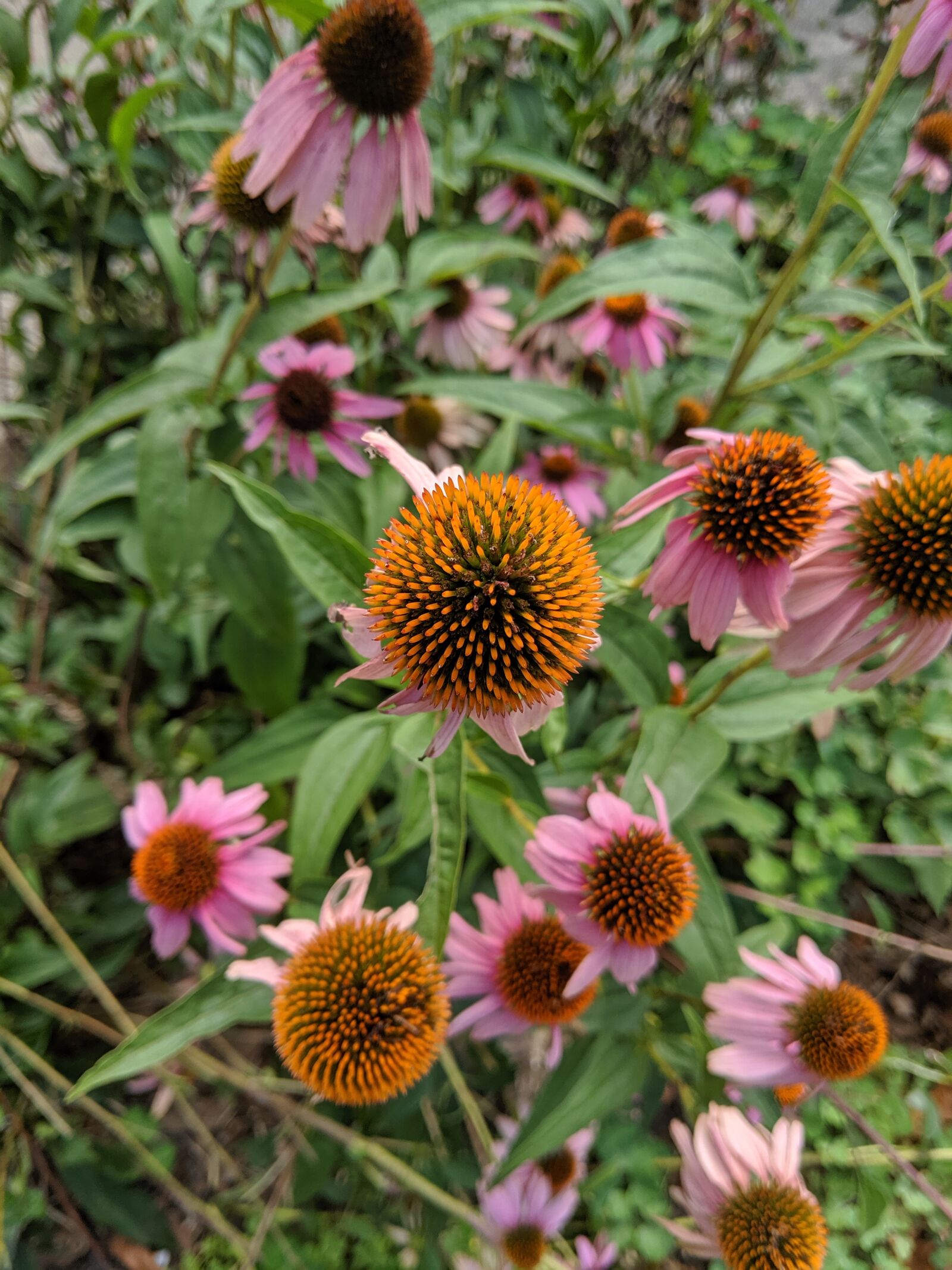 Google Pixel 3 XL sample photo. Coneflower, flower, flora photography