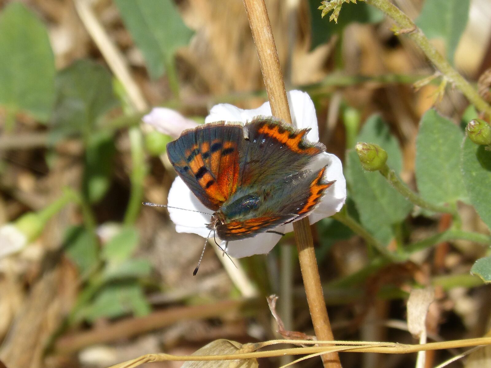 Panasonic DMC-FZ62 sample photo. Butterfly, lycaena phlaeas, bicolor photography