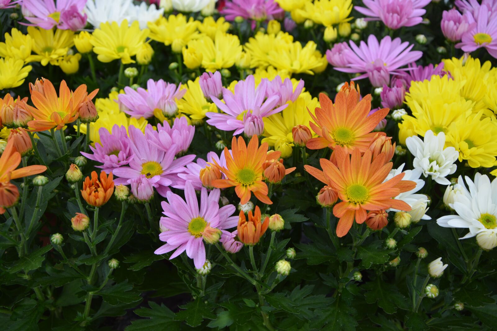 Nikon D5200 sample photo. Flowers, daisies, colors photography
