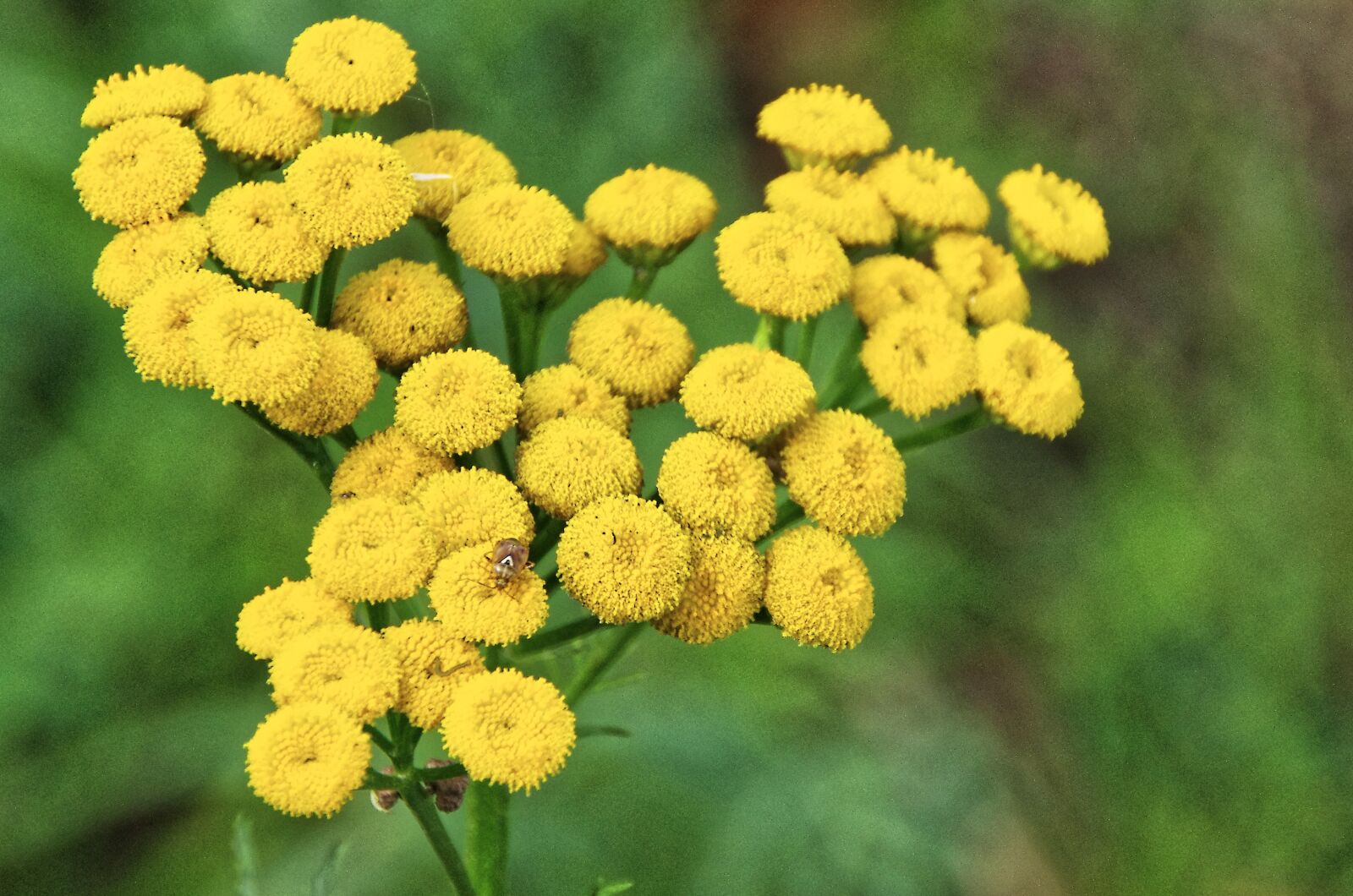 Pentax K-5 sample photo. Flowers, yellow, beetle photography