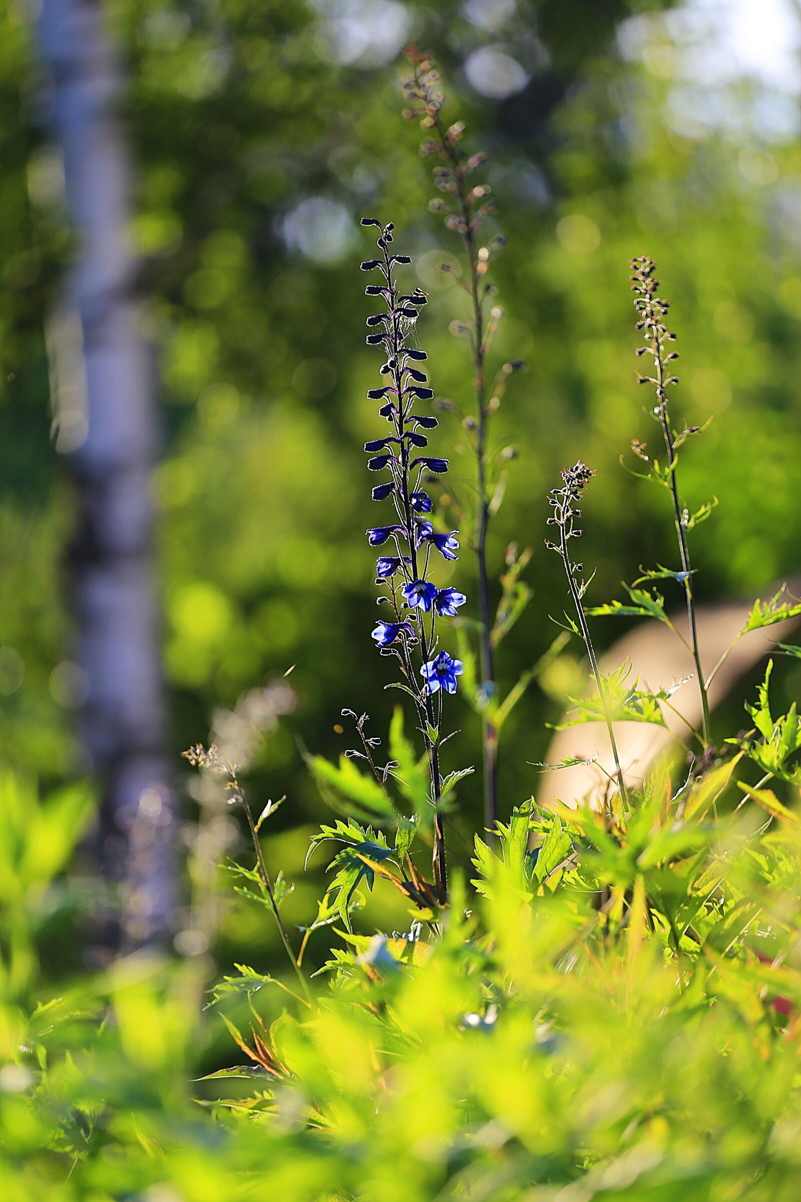 Canon EOS 6D + Canon EF 70-200mm F4L USM sample photo. Beauty, flower, living nature photography