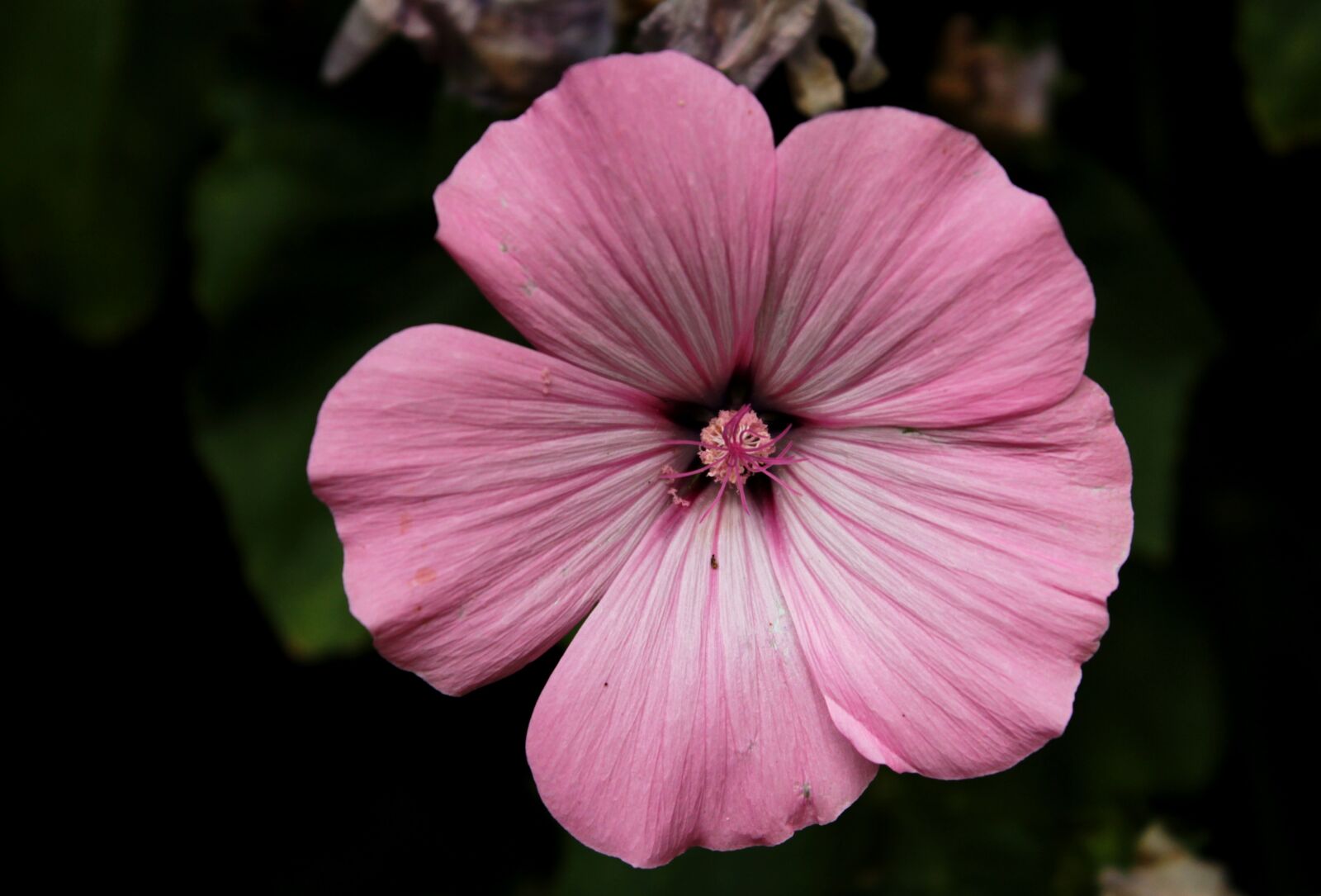 Canon EOS 600D (Rebel EOS T3i / EOS Kiss X5) sample photo. Hibiscus newbiscus mauvelous, pink photography