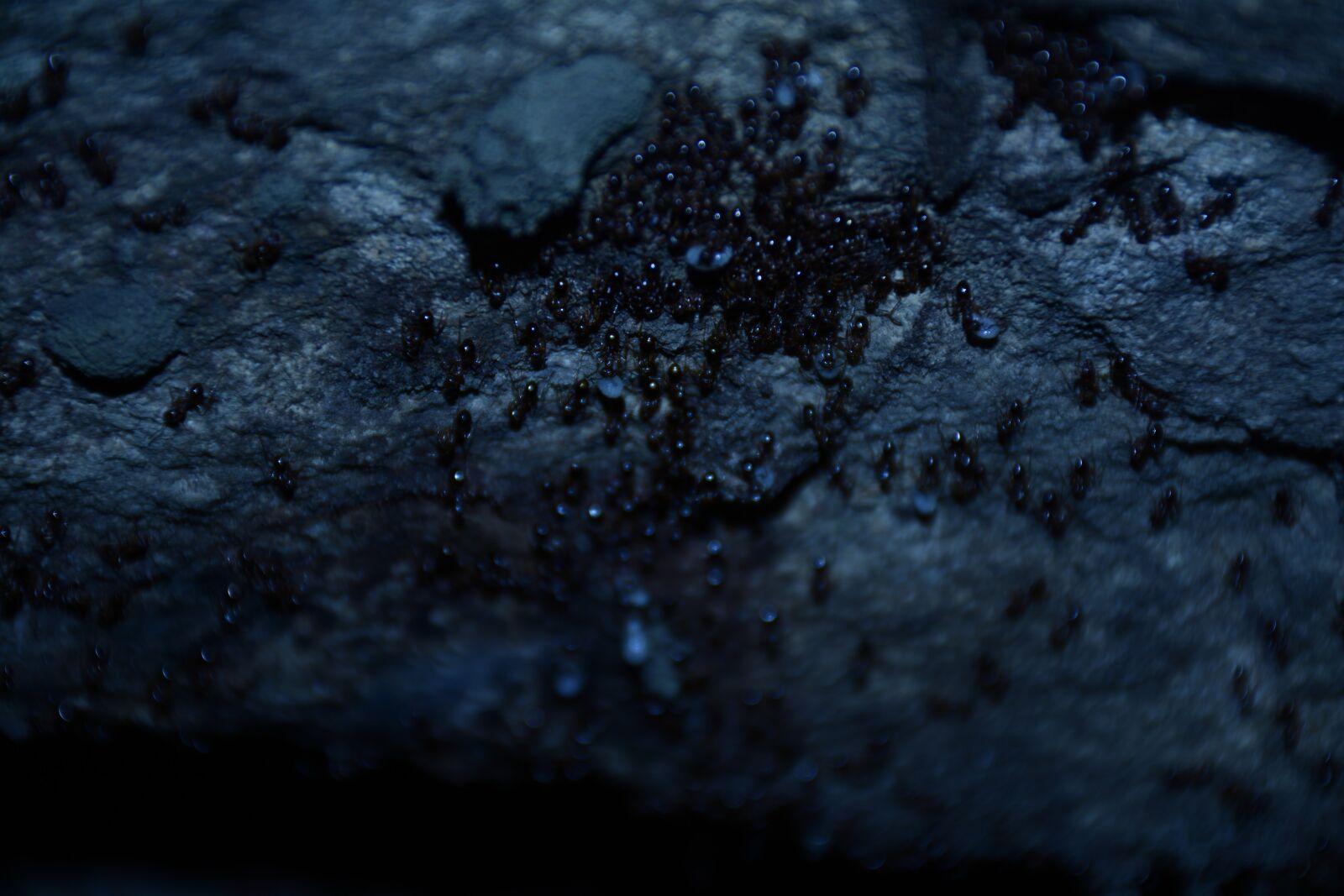 Nikon D7100 sample photo. Ants, macro, nature photography
