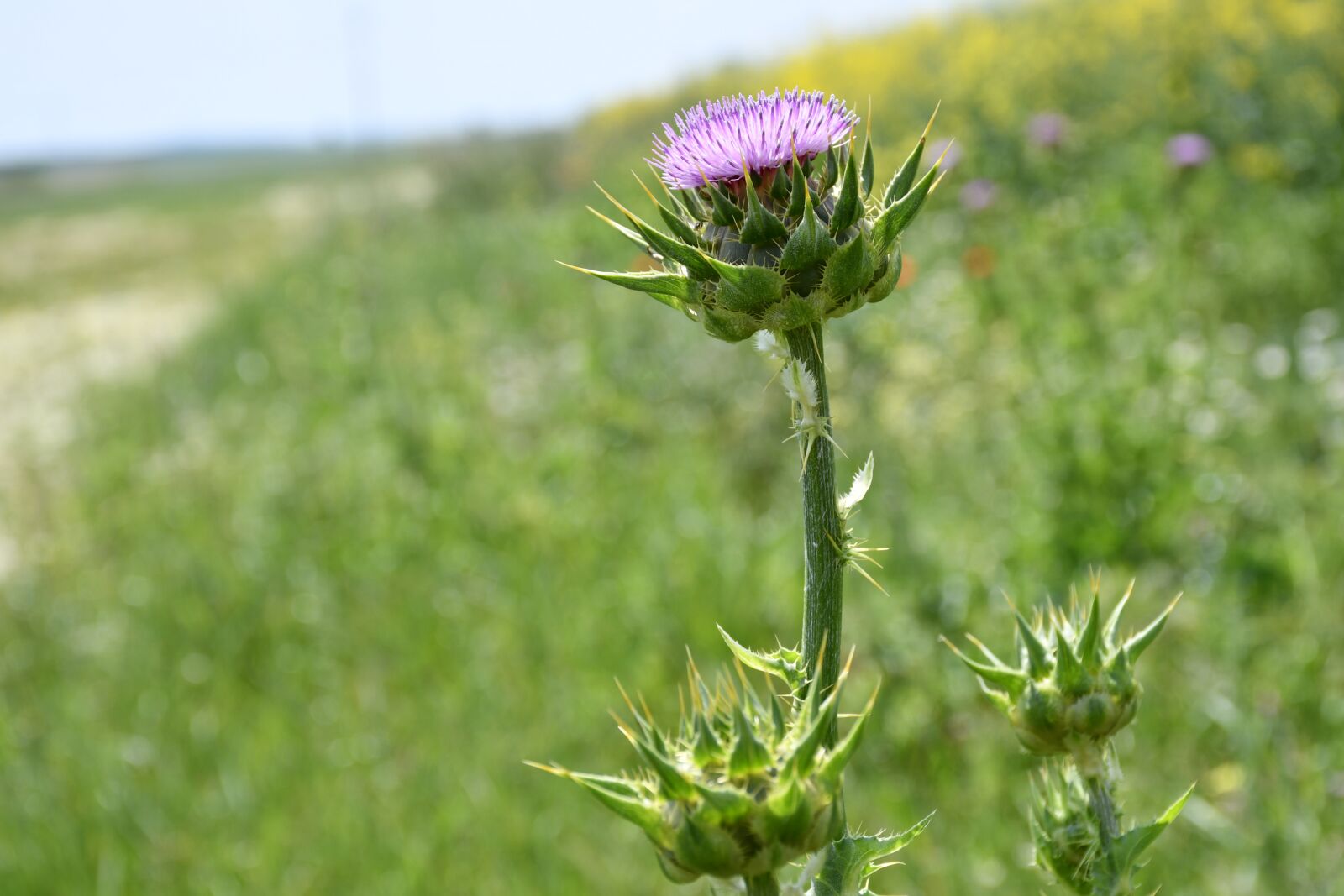Nikon D7500 sample photo. Plants, wild, prickly photography