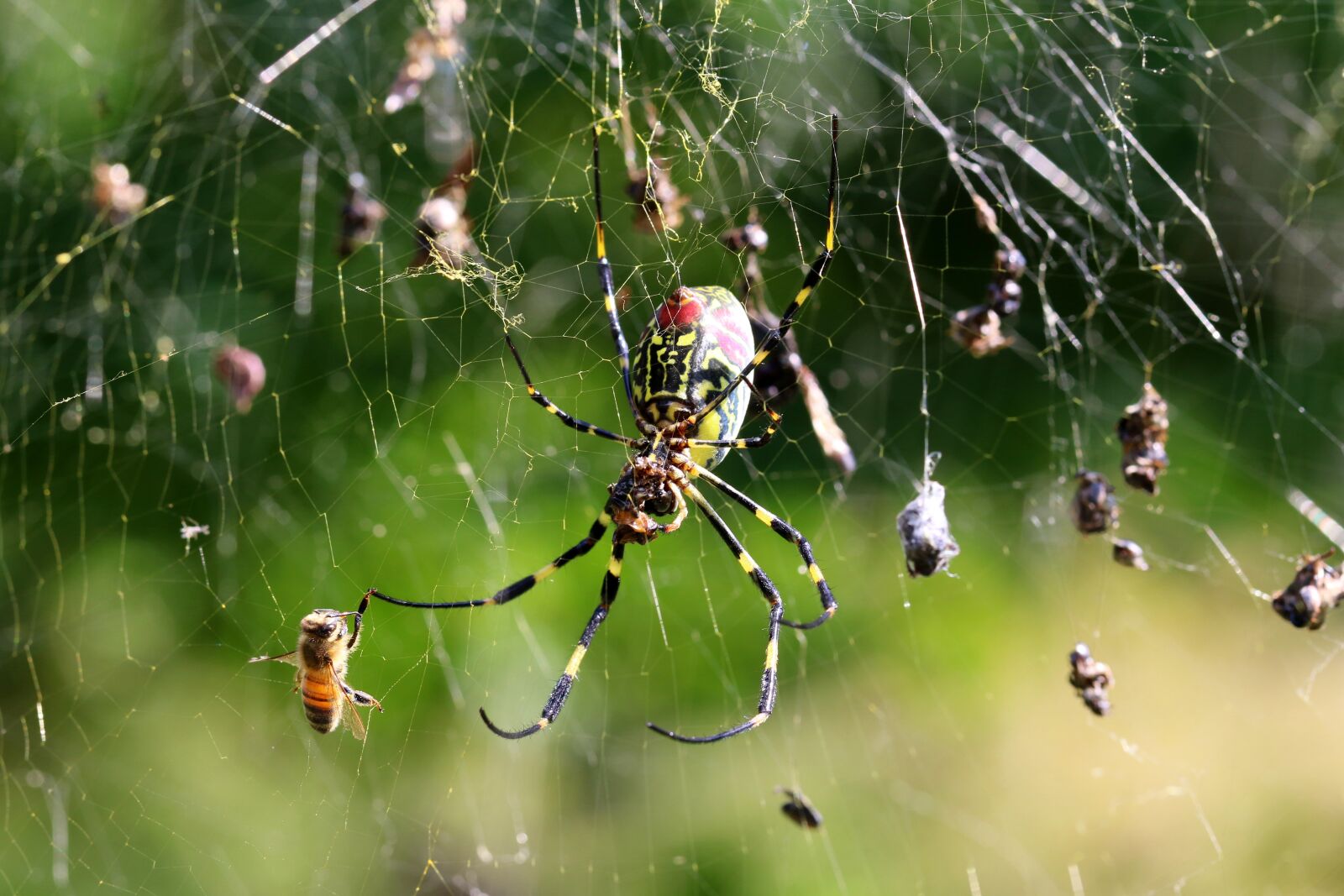 Canon EOS 7D Mark II sample photo. Spider, spider web, insects photography