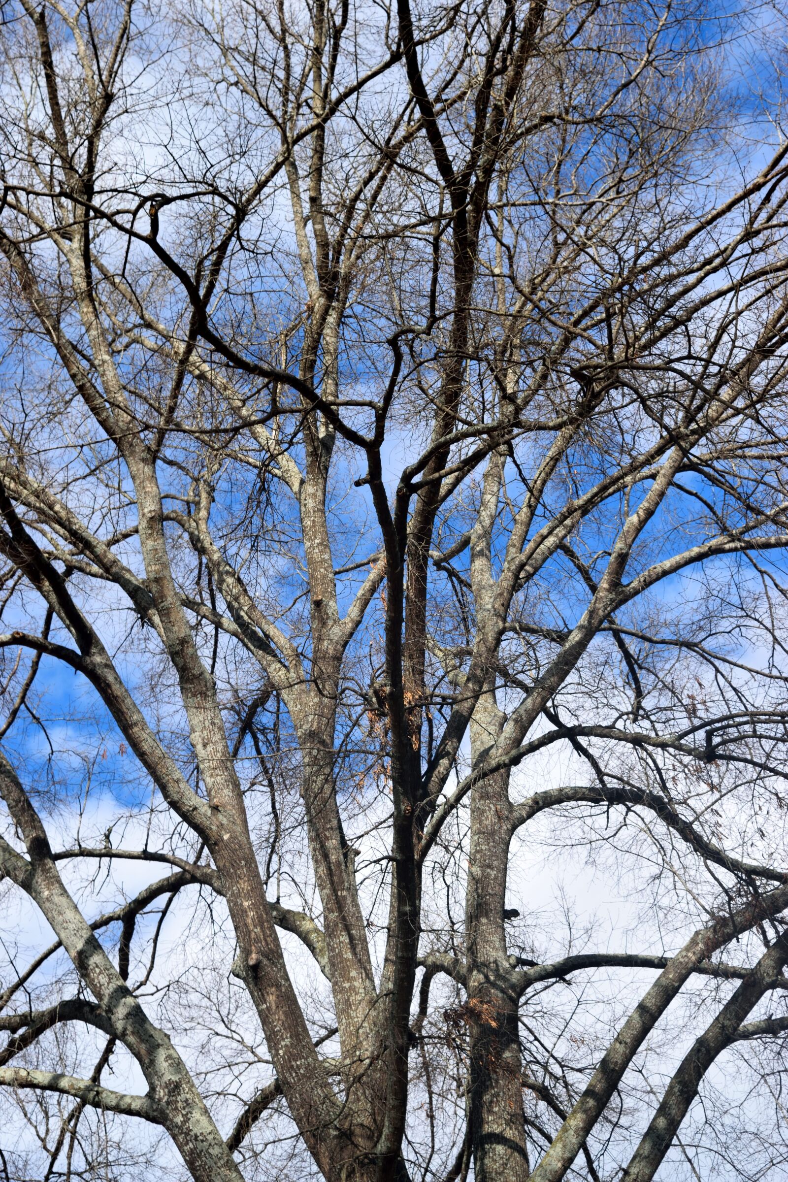 Nikon D3300 sample photo. Barren tree, winter, season photography