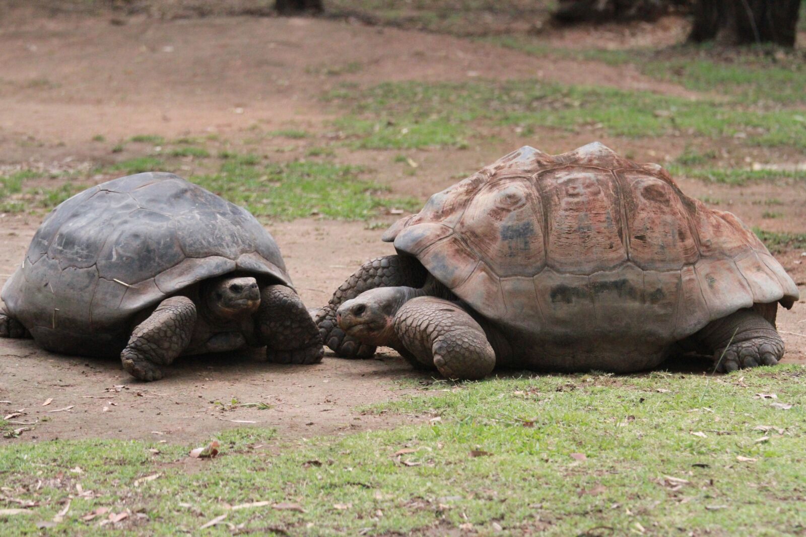 Canon EOS 7D + Canon EF 70-200mm F4L IS USM sample photo. Tortoise, giant, animal photography