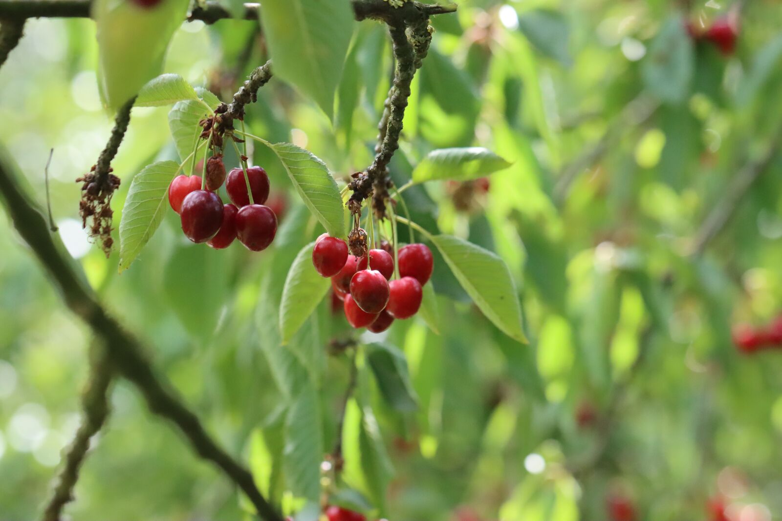 Canon EOS 90D sample photo. Cherries, fruit, red photography