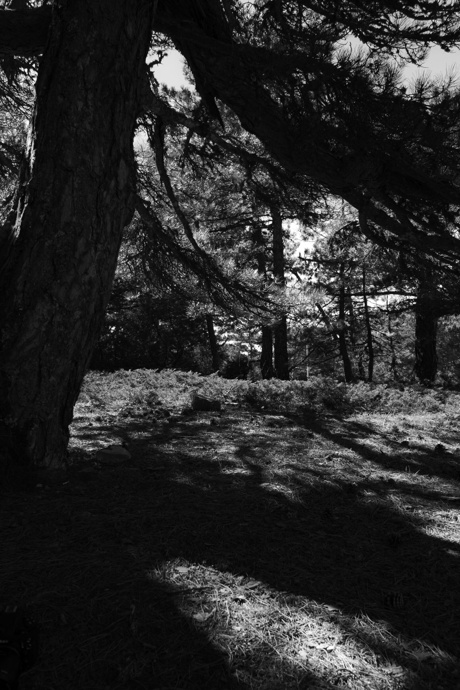Panasonic DC-LX100M2 sample photo