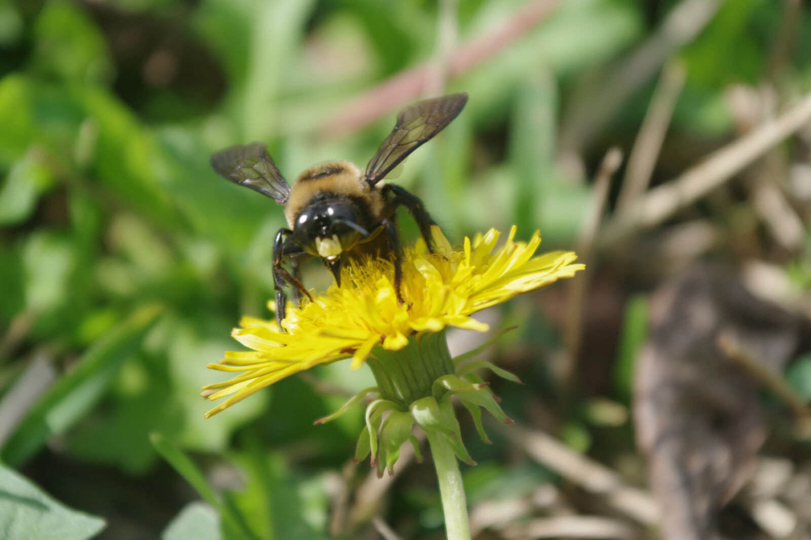 Pentax K-S1 sample photo. Bee, bug, carpenter, bee photography