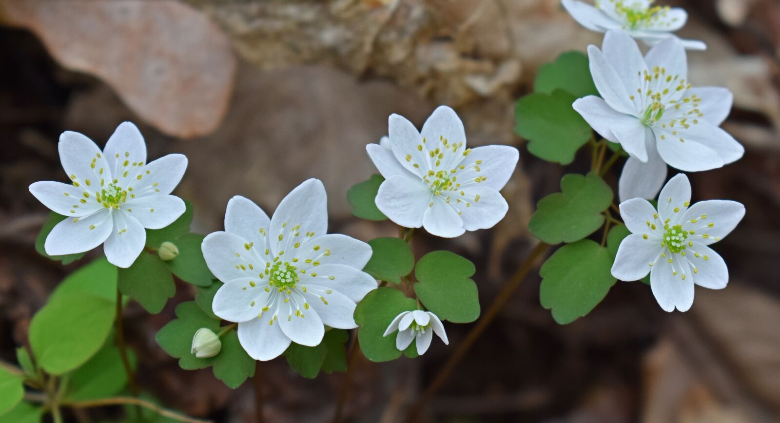 Nikon D3300 sample photo. Rue anemone, grouping, wildflower photography