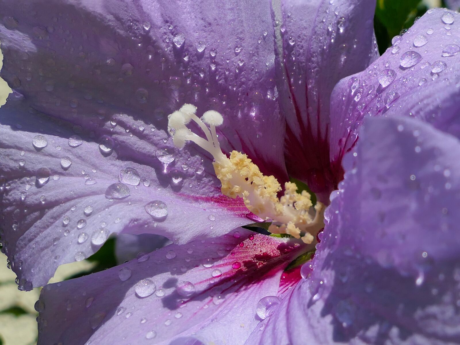 Panasonic Lumix DMC-FZ2500 (Lumix DMC-FZ2000) sample photo. Hibiscus, violet, petal photography