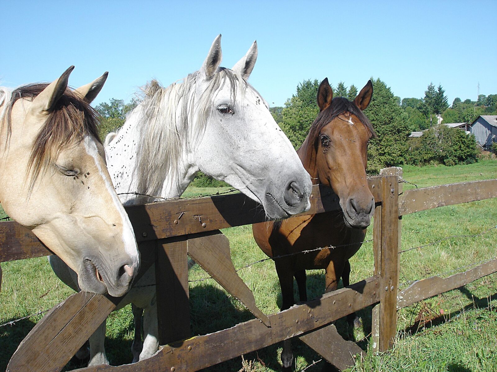Sony DSC-P100 sample photo. Horses, horseback riding, nature photography