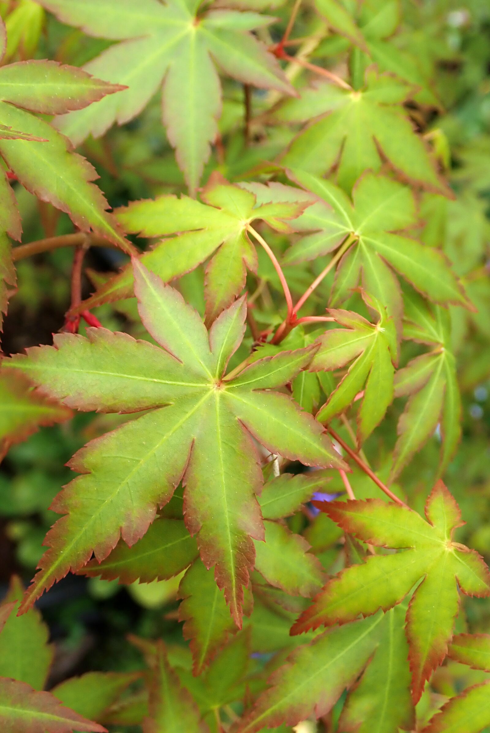 Olympus TG-5 sample photo. Leaves, maple, spring photography