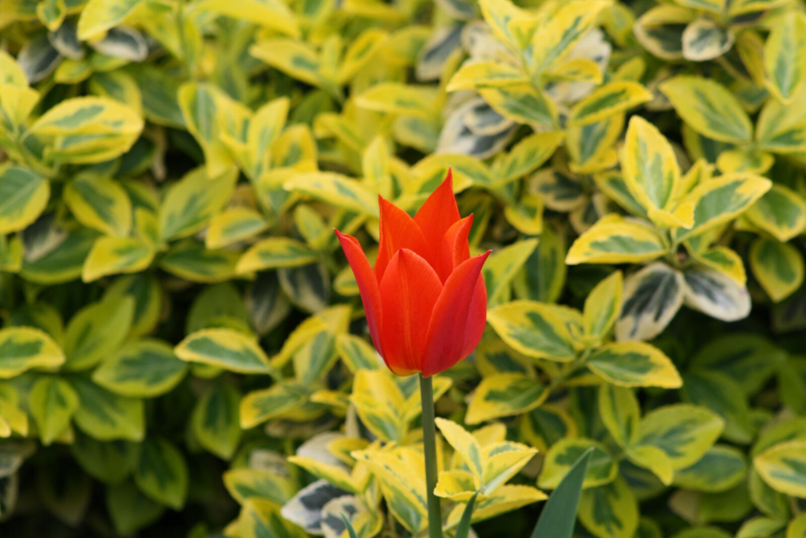 Canon EOS 1000D (EOS Digital Rebel XS / EOS Kiss F) sample photo. Leaf, nature, plant photography