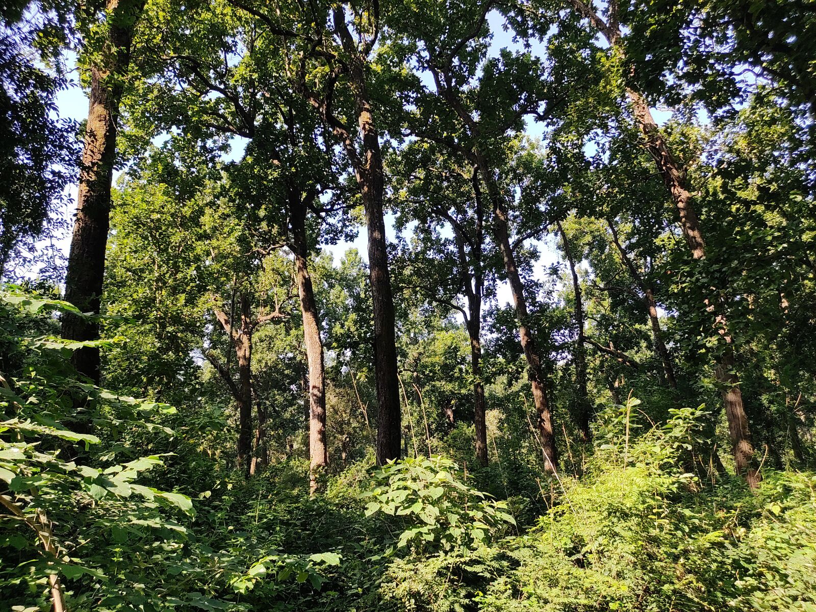 Xiaomi Redmi Note 7 Pro sample photo. Forest, jungle, nature photography