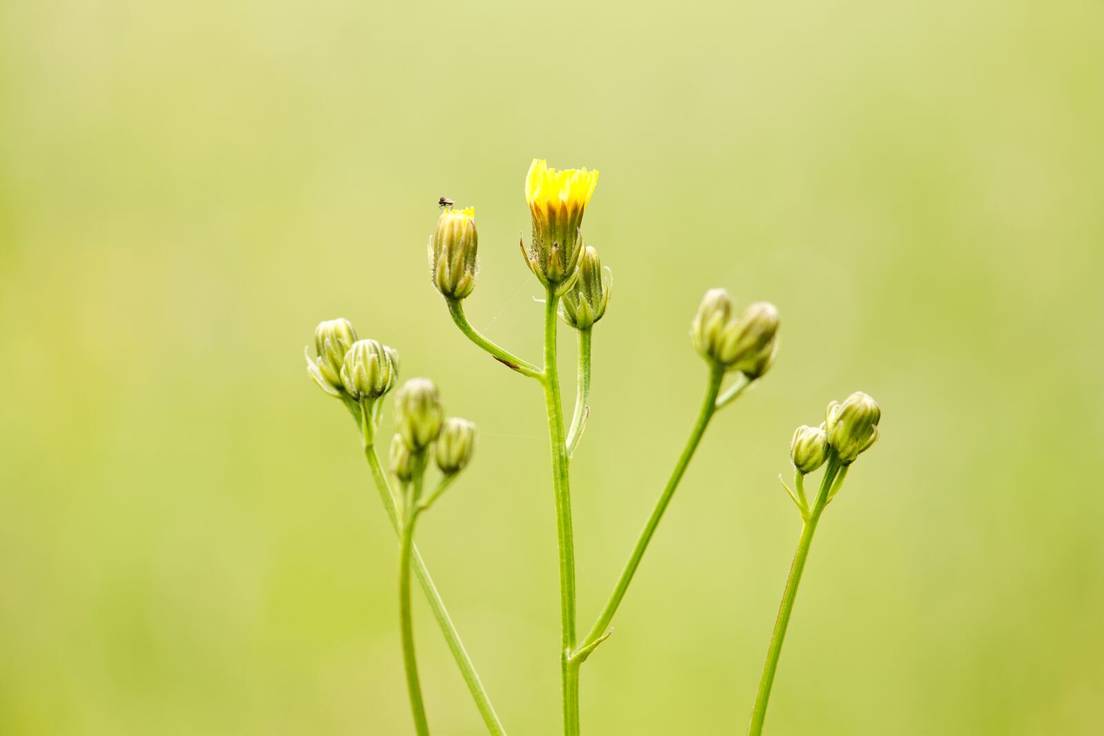 Canon EOS 1100D (EOS Rebel T3 / EOS Kiss X50) sample photo. Macro, meadow, summer photography