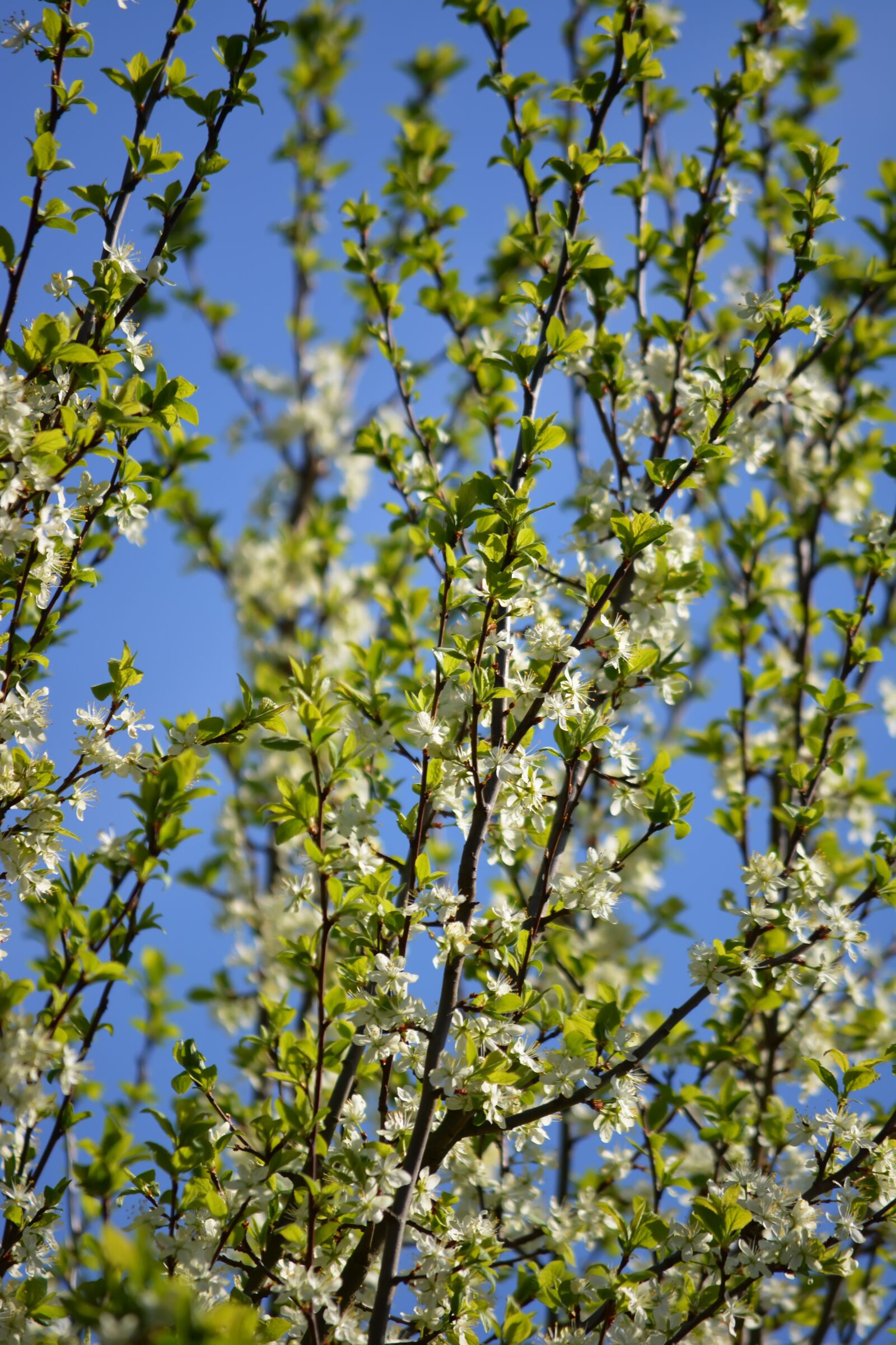 Nikon D5200 sample photo. Spring, apple, flowers photography