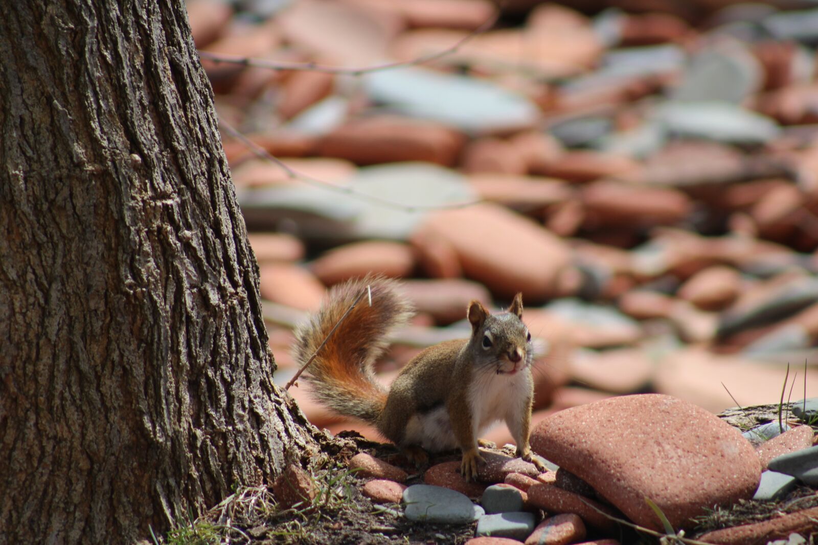 Canon EF 75-300mm f/4-5.6 USM sample photo. Mammal, the squirrel, little photography