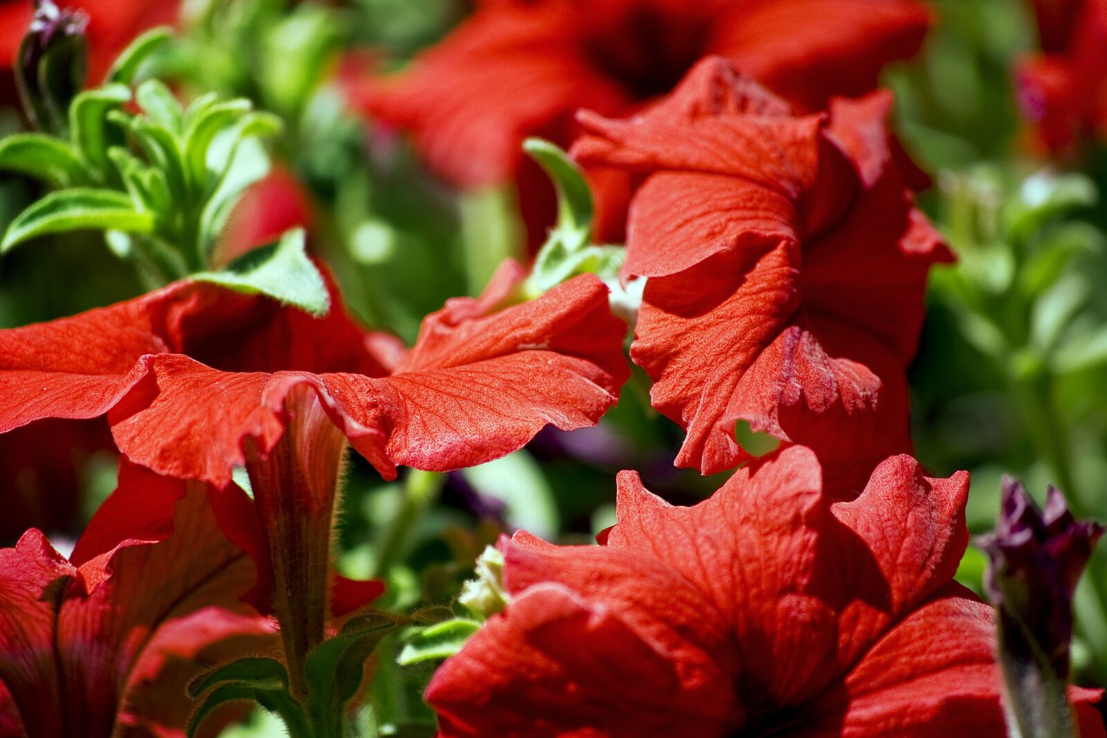 Nikon D60 sample photo. Garden, nature, flower photography