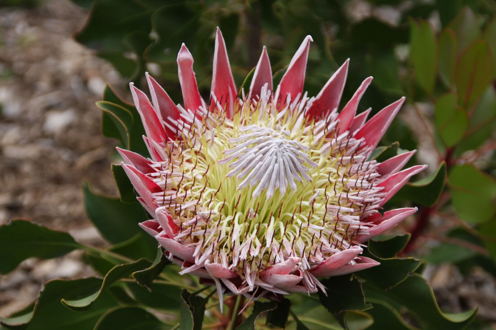 Canon EOS 40D sample photo. Protea, king protea, crest photography