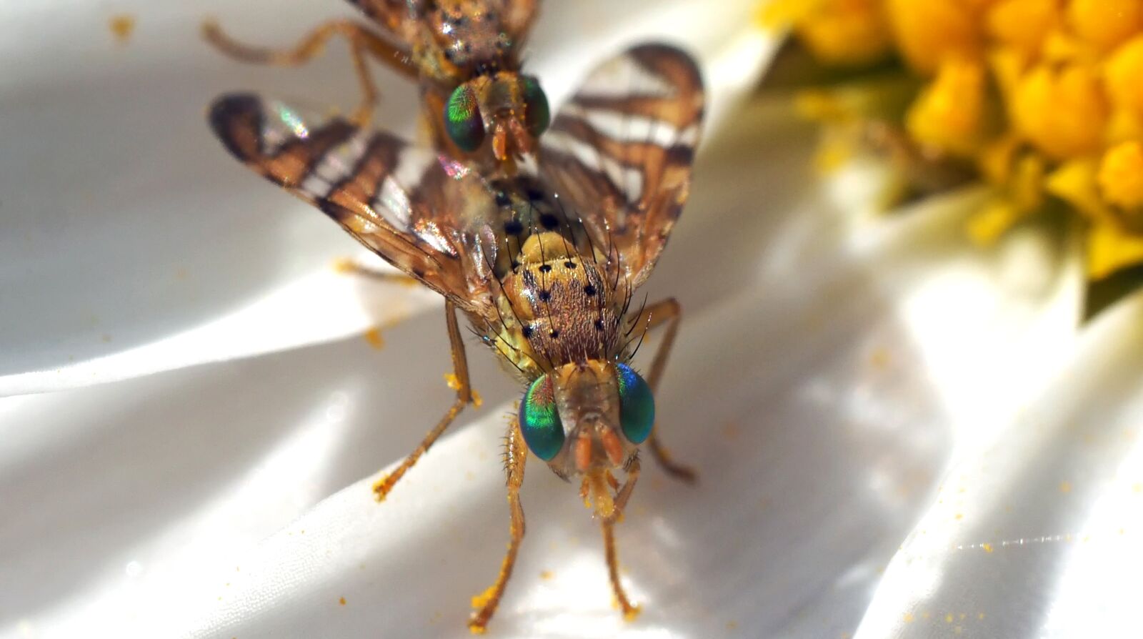 Olympus M.Zuiko Digital ED 60mm F2.8 Macro sample photo. Bohrfliegen, 8 mm, green eyes photography