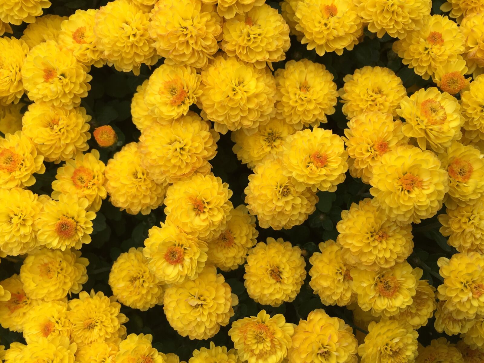 Apple iPhone 6 sample photo. Yellow chrysanthemum, yellow, autumn photography