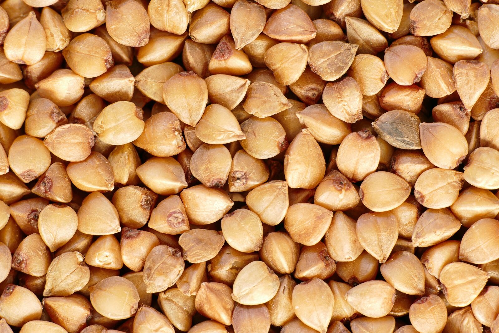 Panasonic Lumix DMC-FZ1000 sample photo. Buckwheat, cereals, fagopyrum photography
