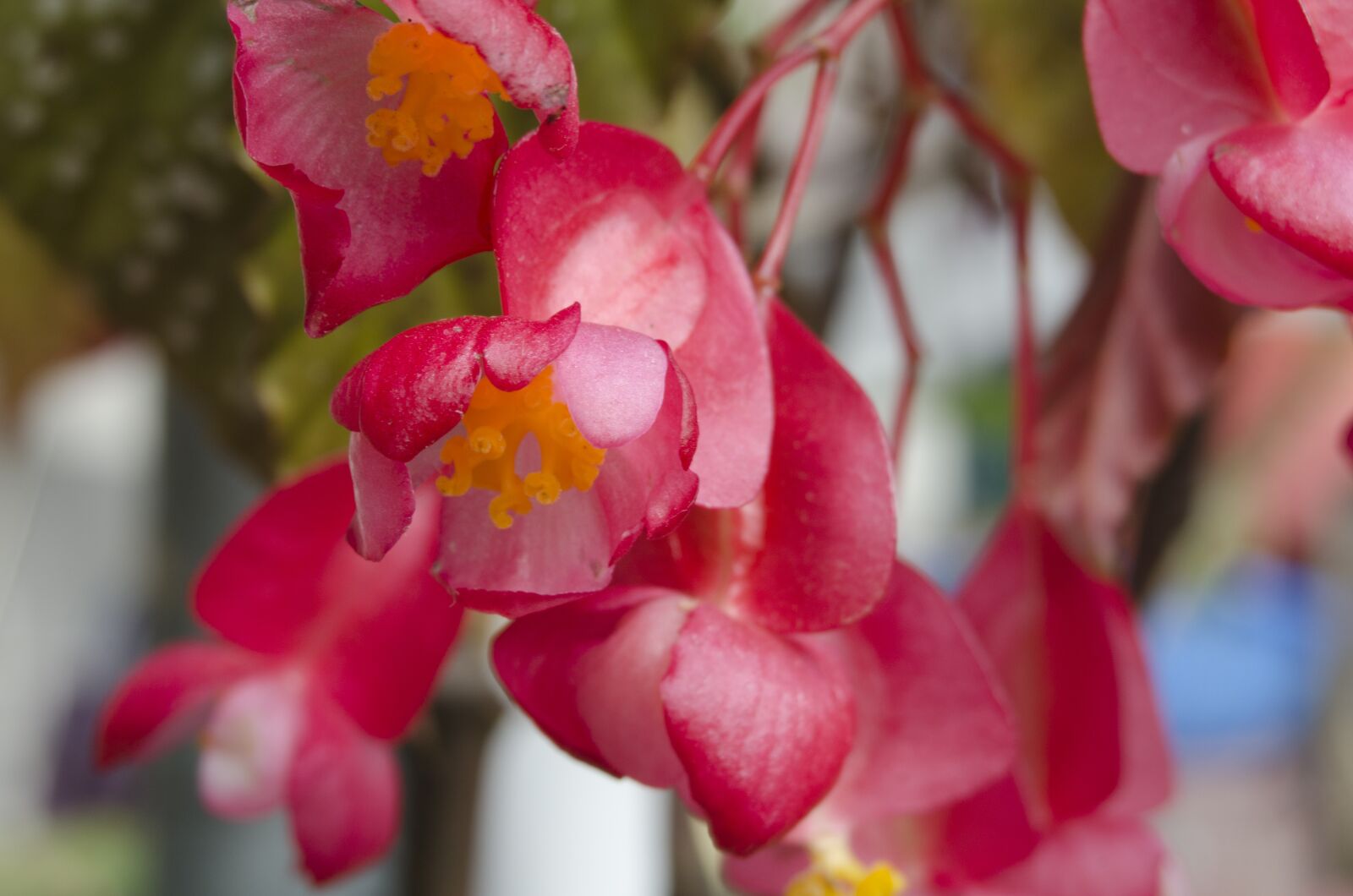 Nikon D5100 sample photo. Affix, flowers, red flowers photography