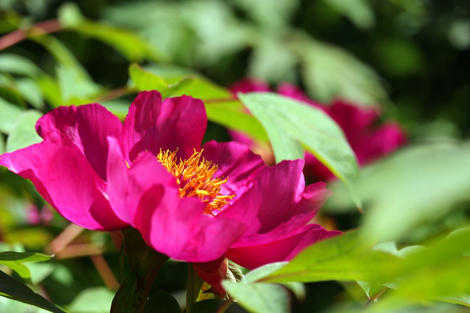 Canon EF-S 55-250mm F4-5.6 IS STM sample photo. Arboretum, peony, shrubby peony photography