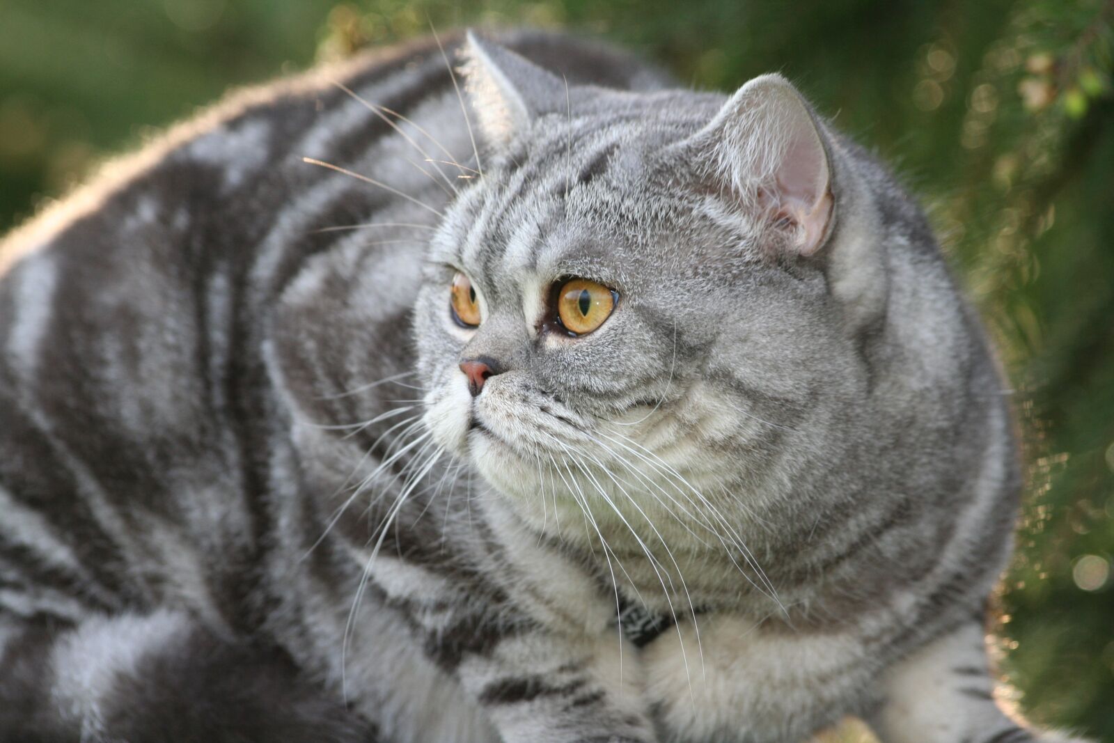 Canon EOS 350D (EOS Digital Rebel XT / EOS Kiss Digital N) sample photo. Cat, domestic cat, cat's photography