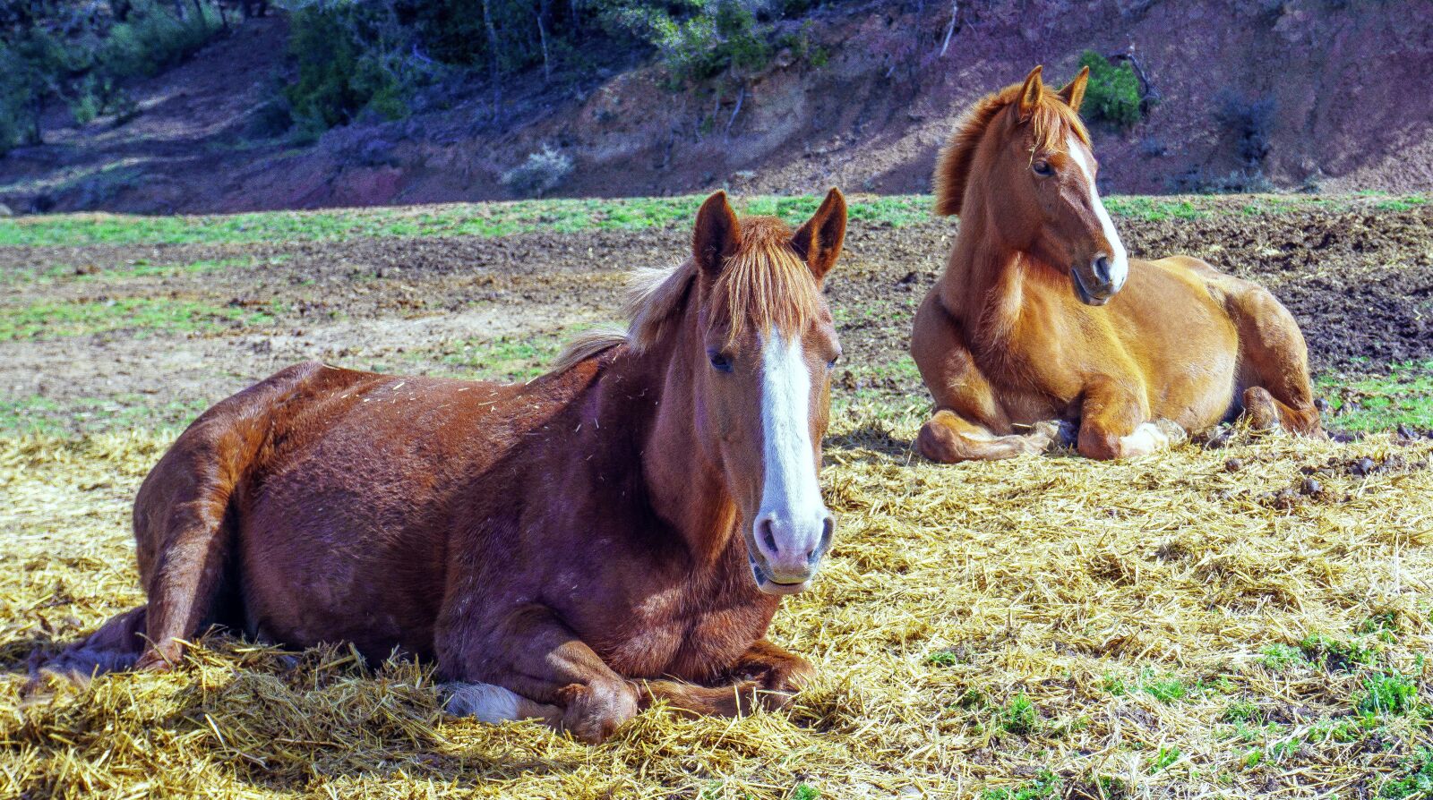 Sony E 16-50mm F3.5-5.6 PZ OSS sample photo. Cavalry, mammalia, animalia photography
