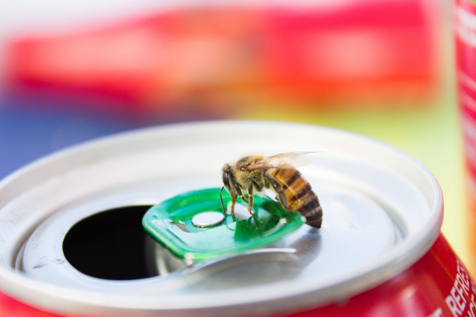 Canon EOS 600D (Rebel EOS T3i / EOS Kiss X5) sample photo. Bee, insect, juice photography