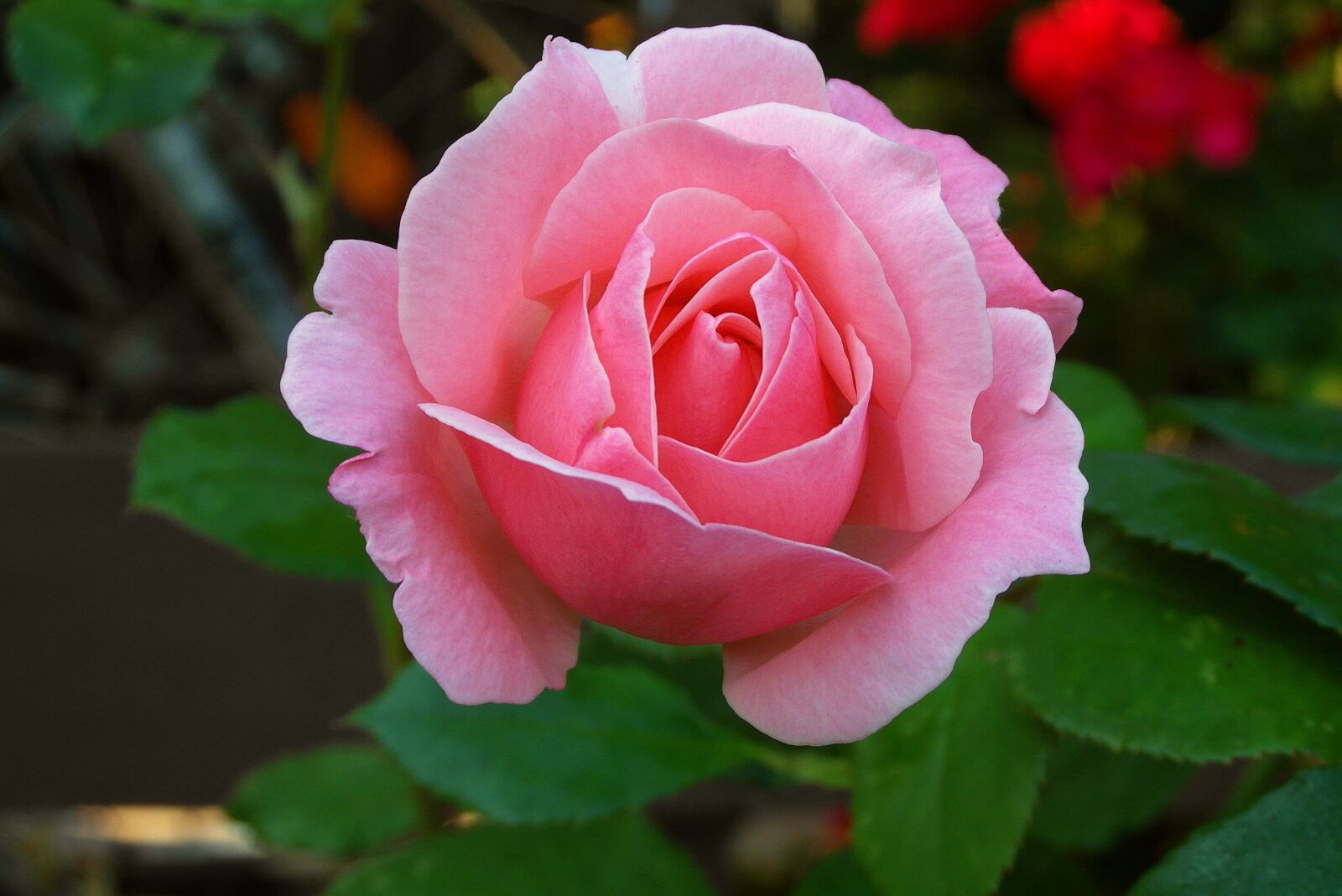 Samsung WB750 sample photo. Rose, pink, the smell photography