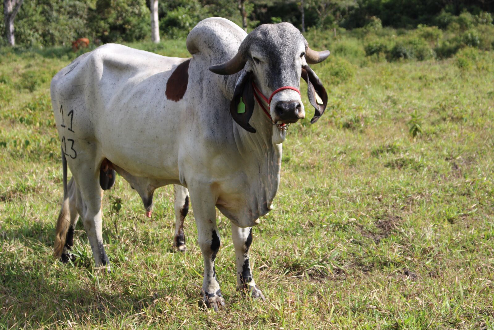 Canon EOS 700D (EOS Rebel T5i / EOS Kiss X7i) sample photo. Cow, bullock, cream photography