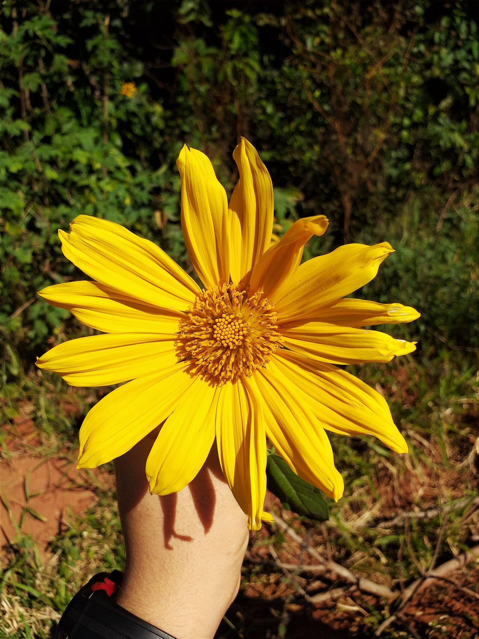 Samsung Galaxy J6+ sample photo. Flower, sheets, nature photography