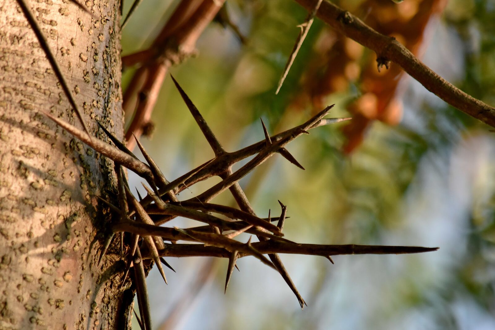 Nikon D5500 sample photo. Detail, sharp, tree, branch photography