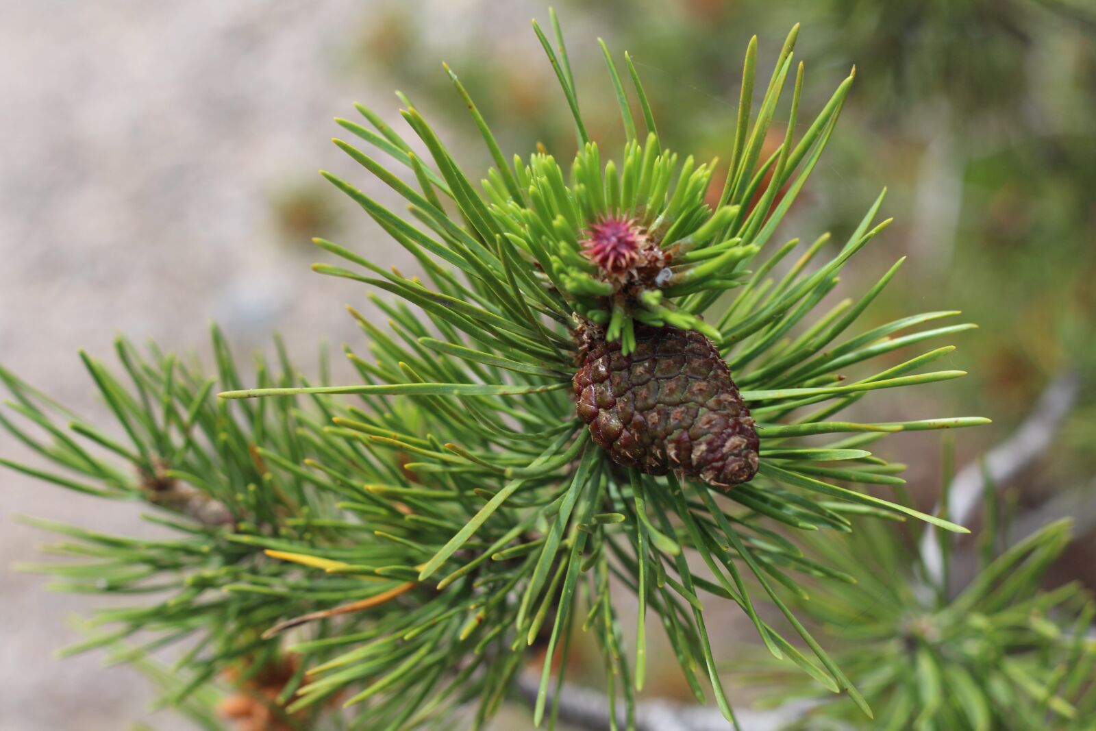 Canon EOS 700D (EOS Rebel T5i / EOS Kiss X7i) + Canon EF 50mm F1.8 II sample photo. Pine, tree, bud photography