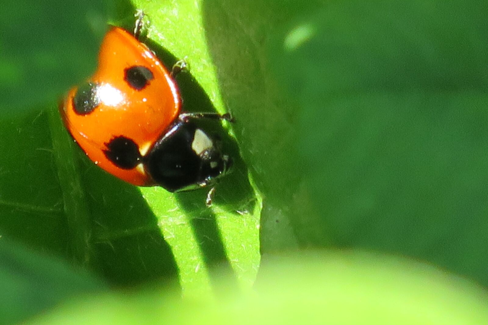 Canon PowerShot S120 sample photo. Ladybug, kakurenbo, cute photography