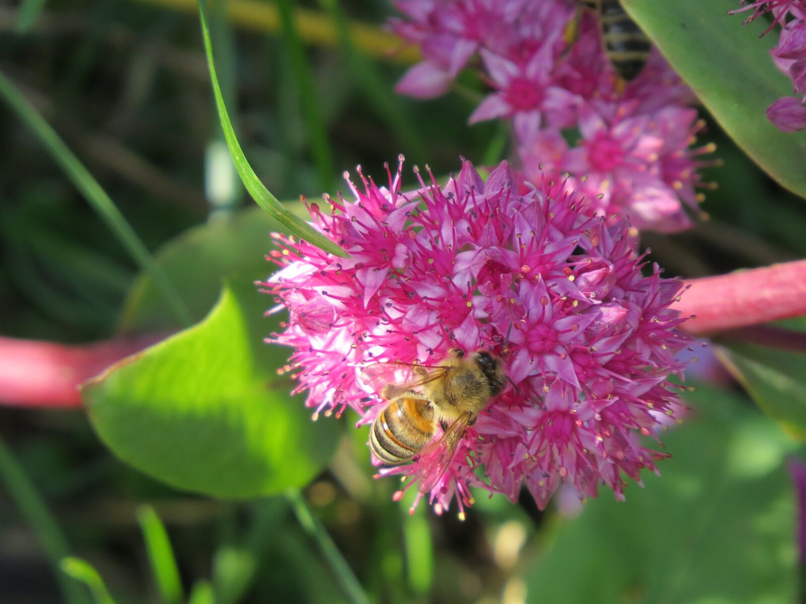 Canon PowerShot SX50 HS sample photo. Bee, insect, pollination photography