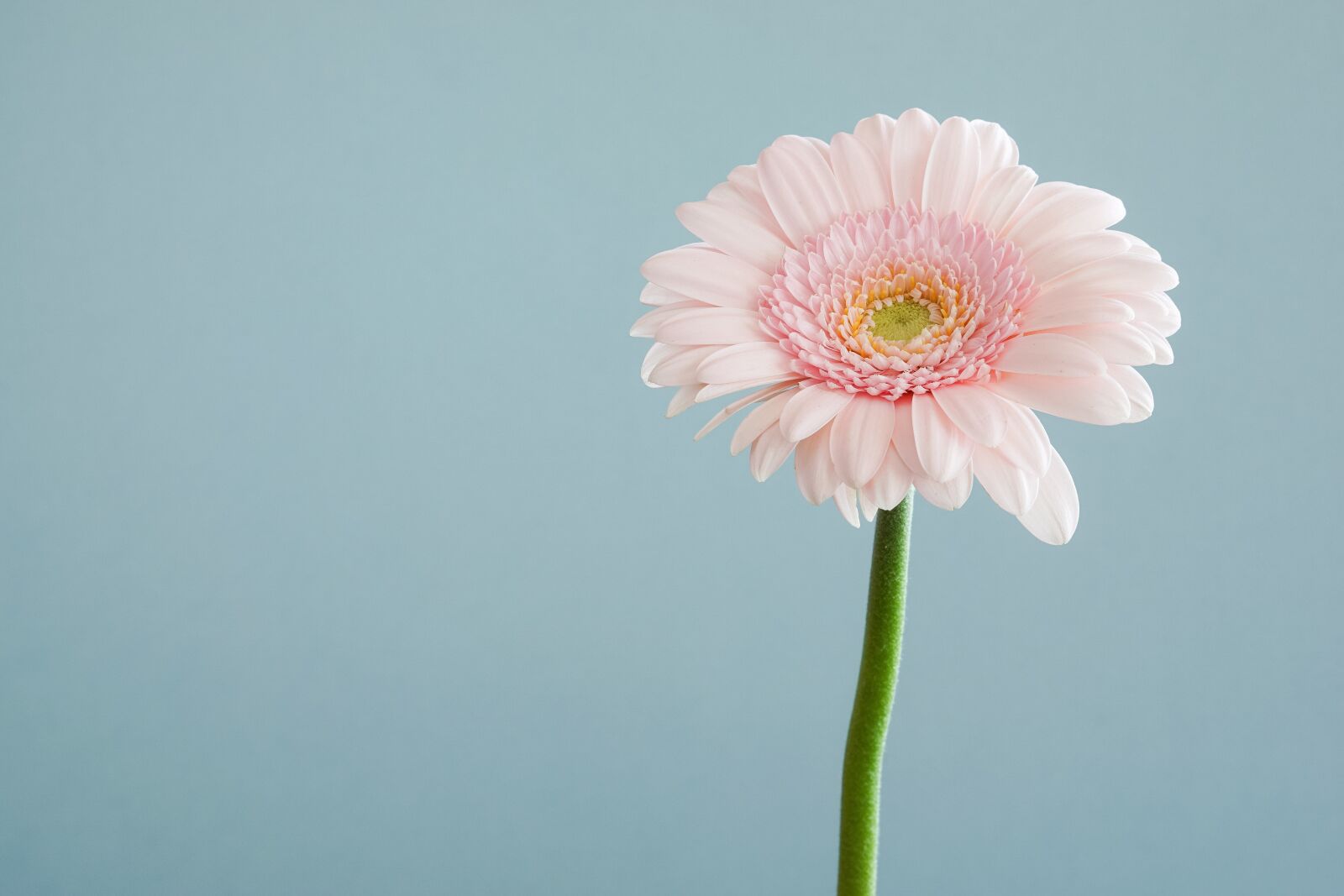 E 50mm F1.8 OSS sample photo. Flowers, nature, blossoms photography