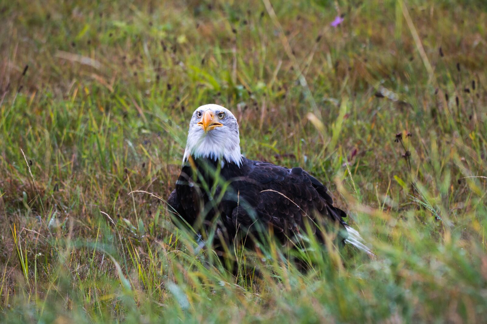 150-600mm F5-6.3 DG OS HSM | Contemporary 015 sample photo. Bald eagle, haliaeetus leucocephalus photography