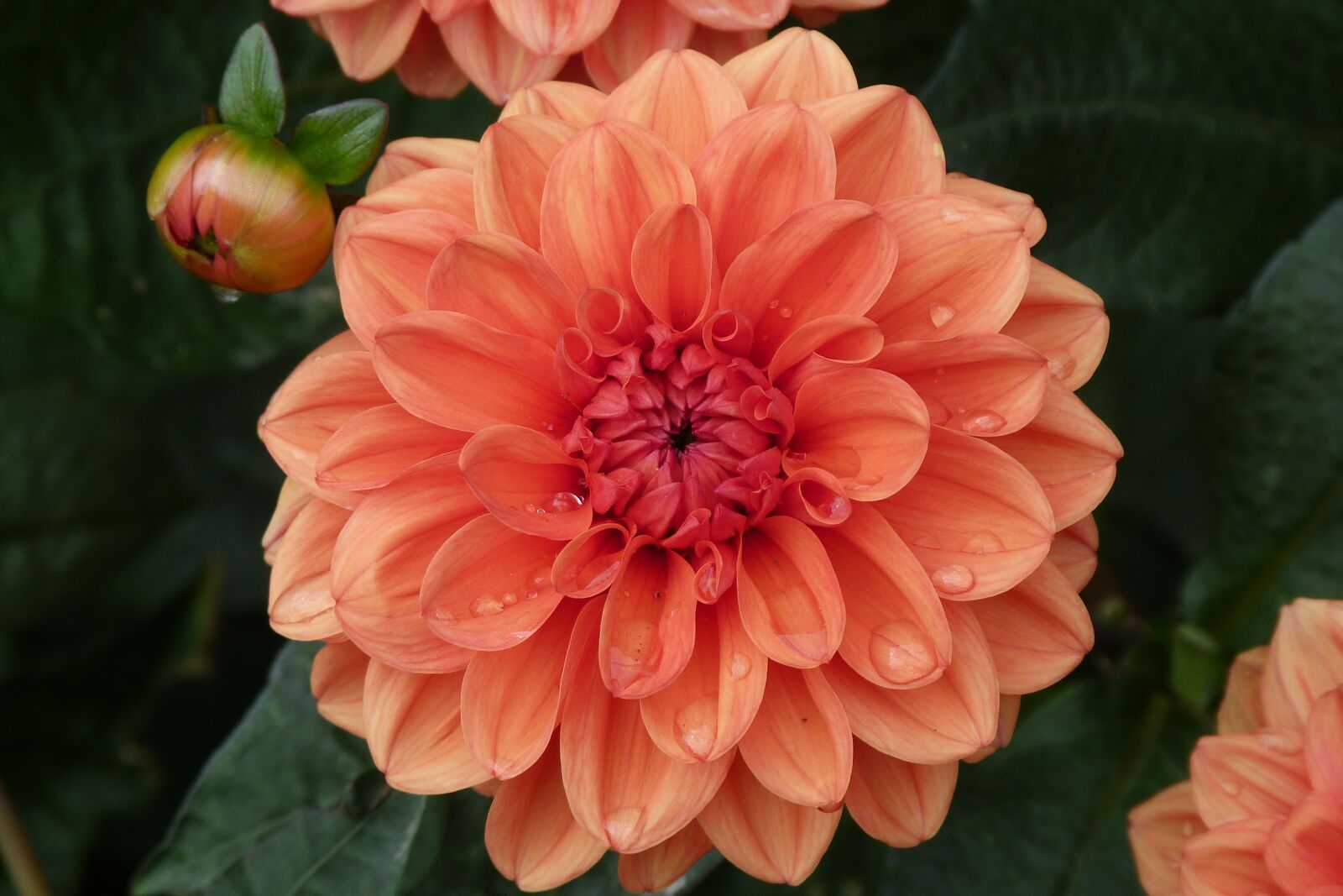 Panasonic Lumix DMC-FZ40 (Lumix DMC-FZ45) sample photo. Dahlia, orange, bloom photography