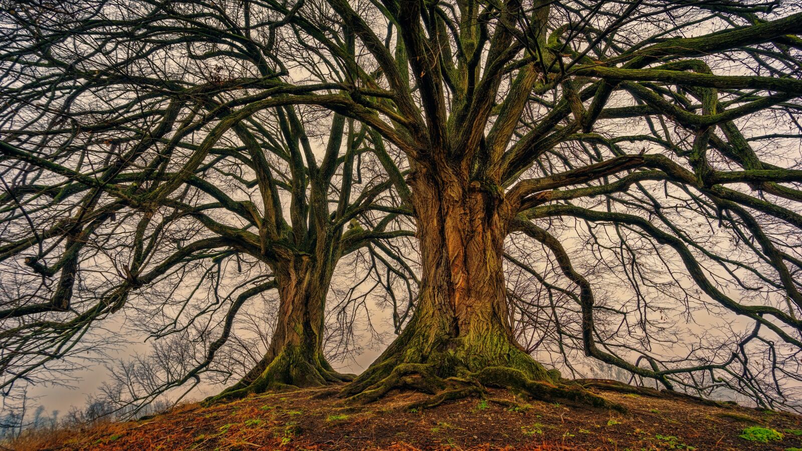 Sony a7 + Sony DT 50mm F1.8 SAM sample photo. Tree, nature, wood photography